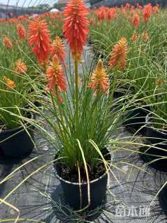 高度30厘米火炬花