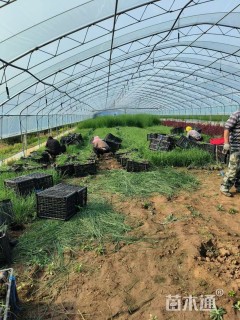 高度50厘米荻草