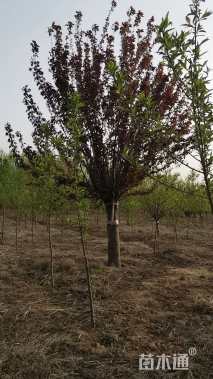 高度250厘米红叶榆叶梅