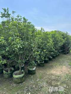 5公分桂花