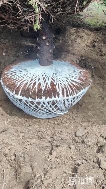 高度350厘米青海云杉