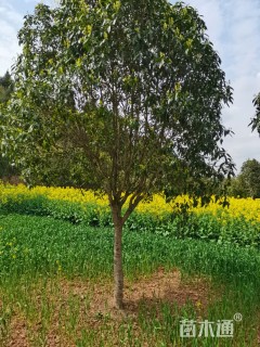 10公分桂花