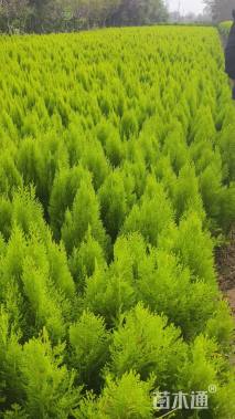 高度40厘米洒金柏