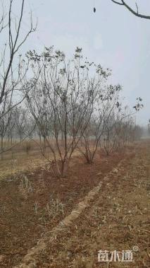 10公分(4杆)丛生栾树