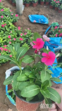 高度20厘米长春花