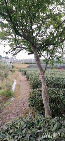 高度1000厘米海棠