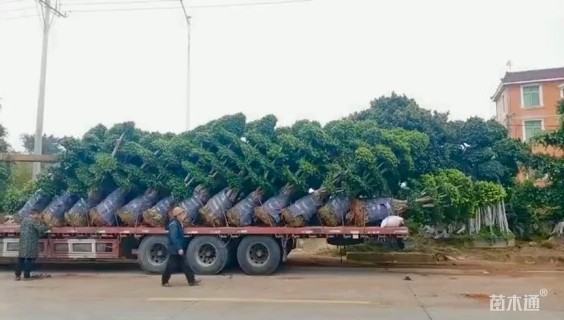 40公分造型小叶榕