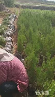 高度110厘米侧柏