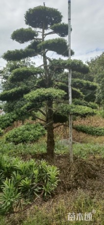 移栽苗造型罗汉松