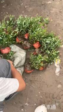 高度30厘米粉花绣线菊