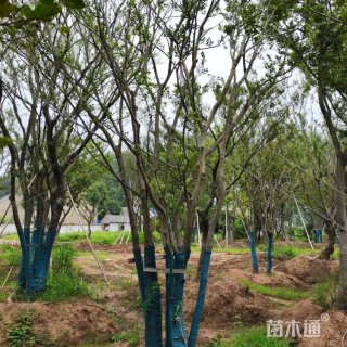 40公分丛生朴树