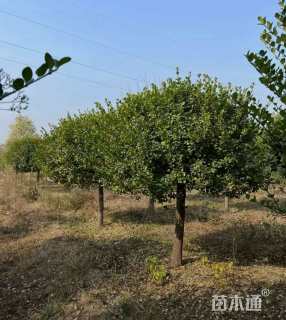 10公分高杆卫矛球