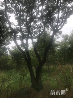 30公分朴树