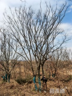 50公分丛生朴树