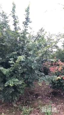 25公分丛生朴树