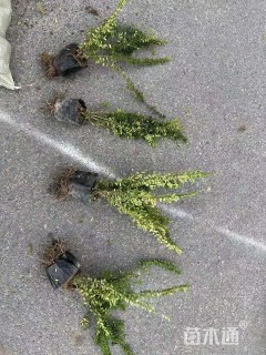 高度30厘米亮绿忍冬