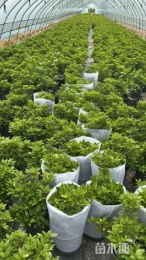 容器苗安酷杜鹃