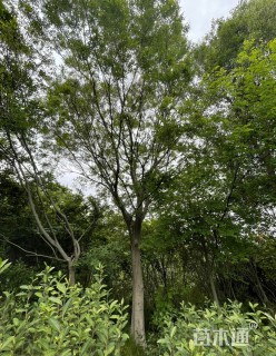 12公分朴树