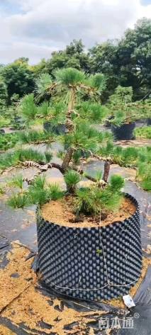 10公分造型黑松