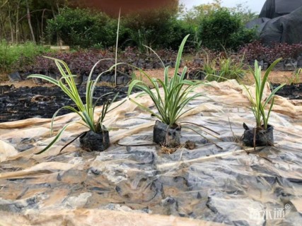 高度15厘米山菅兰