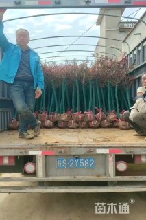 3公分树状月季