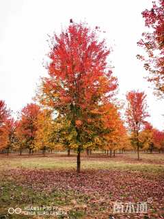 18公分美国红枫