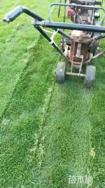 草卷状马尼拉草