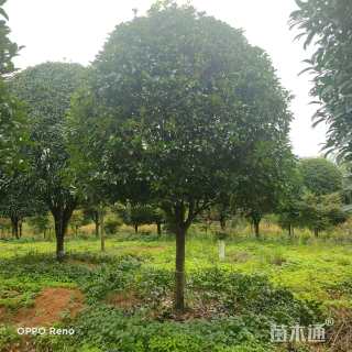12公分桂花