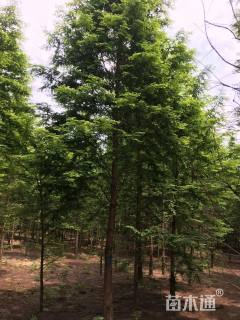 12公分水杉