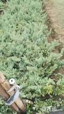 高度35厘米铺地柏