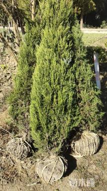 高度180厘米桧柏