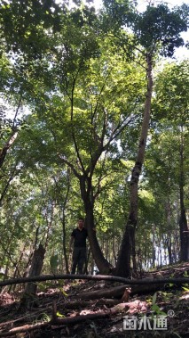 高度800厘米油松