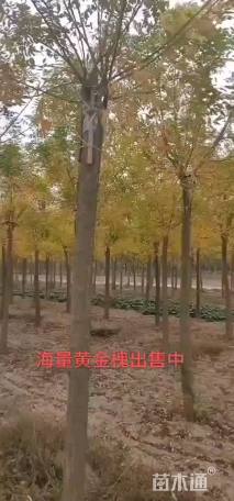 15公分高杆金枝槐