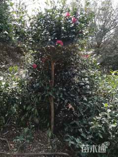 高度200厘米茶梅