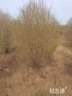 冠幅150厘米金叶女贞球