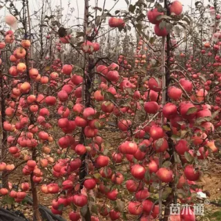 16公分苹果树