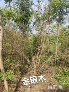 高度250厘米金银木