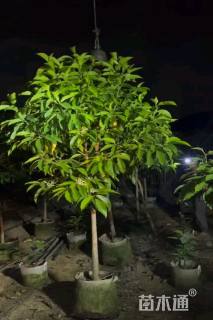 5公分白玉兰