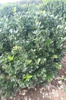 冠幅100厘米冬青球