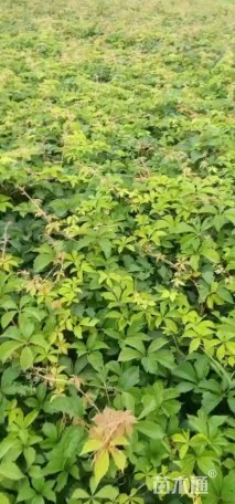 80厘米五叶地锦