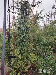 100厘米藤本月季