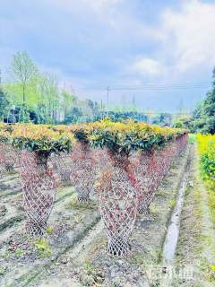 10公分桂花花瓶