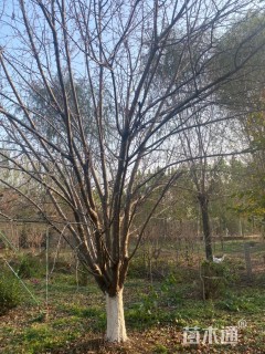 25公分绚丽海棠