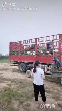 高度50厘米黑松