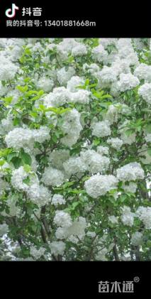 高度120厘米木绣球