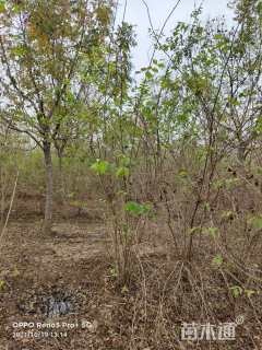 高度300厘米丛生金银木