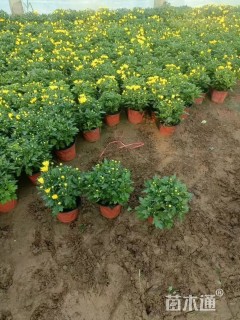 高度25厘米国庆菊