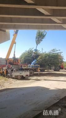 10公分西府海棠