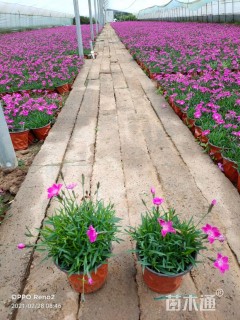 高度15厘米欧石竹