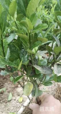 高度50厘米大叶黄杨